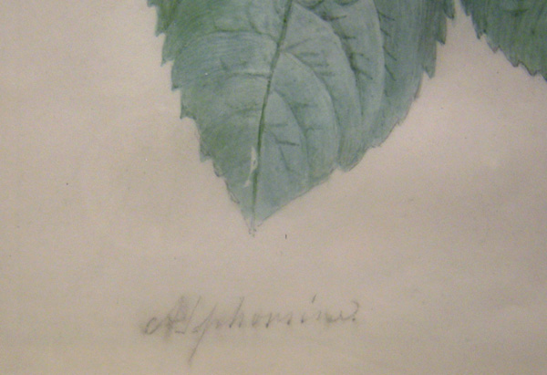 "Bouquet of roses", gouache on vellum, ca.1835-1840, signed Item ID 3176 – Bild 6